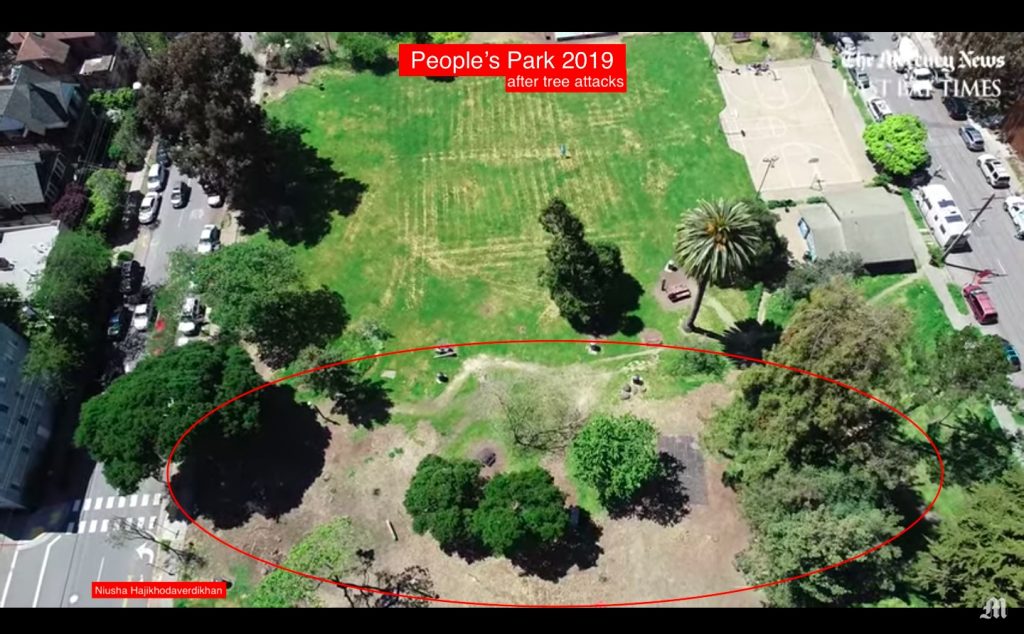 This aerial photo shows the Eastside urban forest of trees in People’s Park AFTER the trees were attacked by UC Berkeley. April 2018
