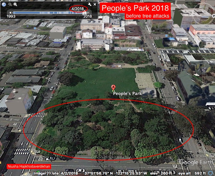 This aerial photo shows the Eastside urban forest of trees in People’s Park before the trees were attacked by UC Berkeley.